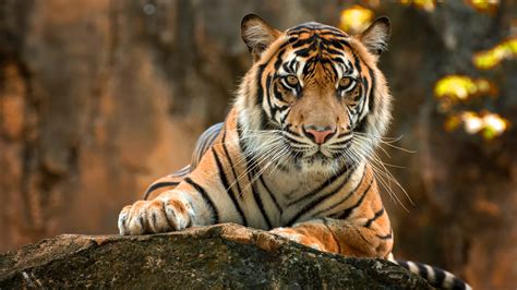 animal hd download|hd animals wallpapers for pc.